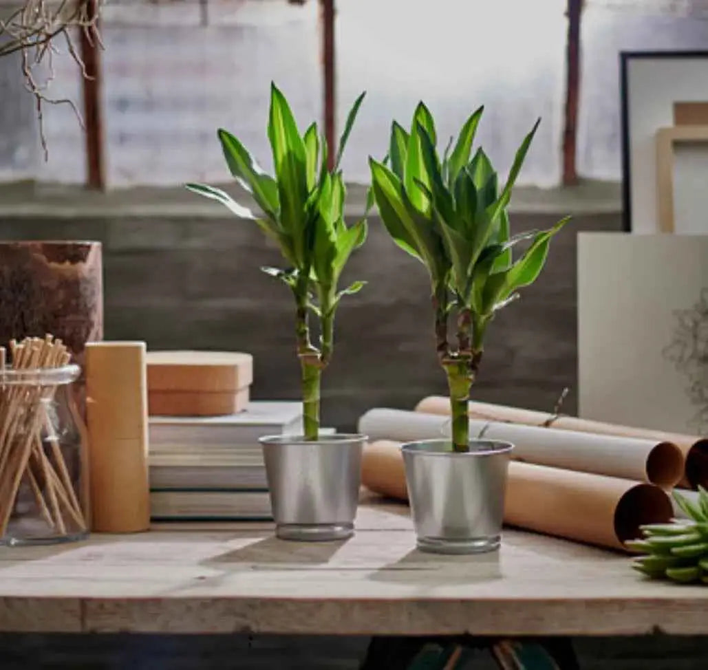 Plant Pot Galvanized