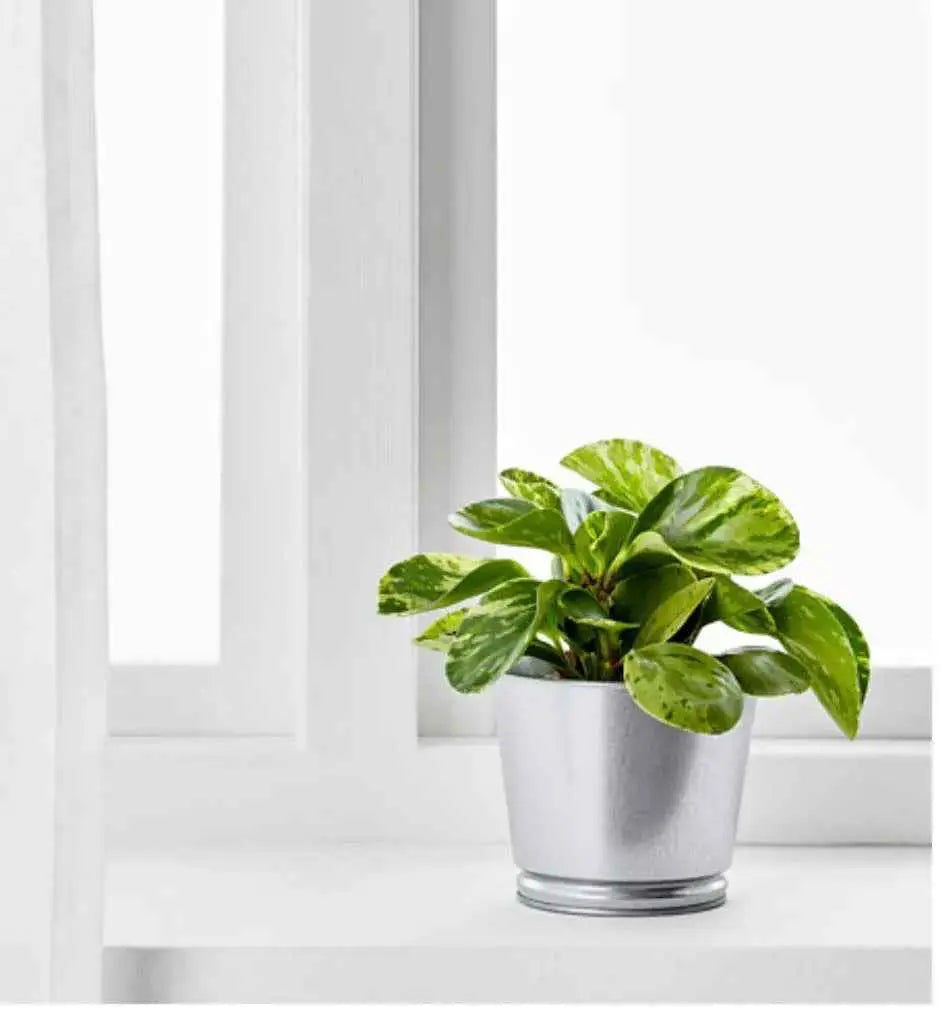 Plant Pot Galvanized